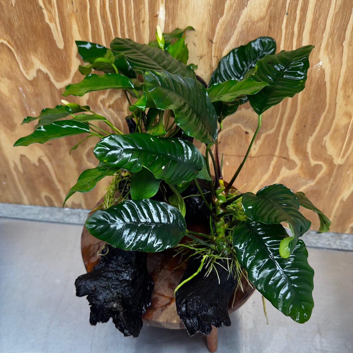 Scapeshop.com.au One Only Double Anubias Driftwood Creation - Coffeefolia & Petite Emerald Heart - One Only Double Anubias Driftwood Creation - Coffeefolia & Petite Emerald Heart - One Only