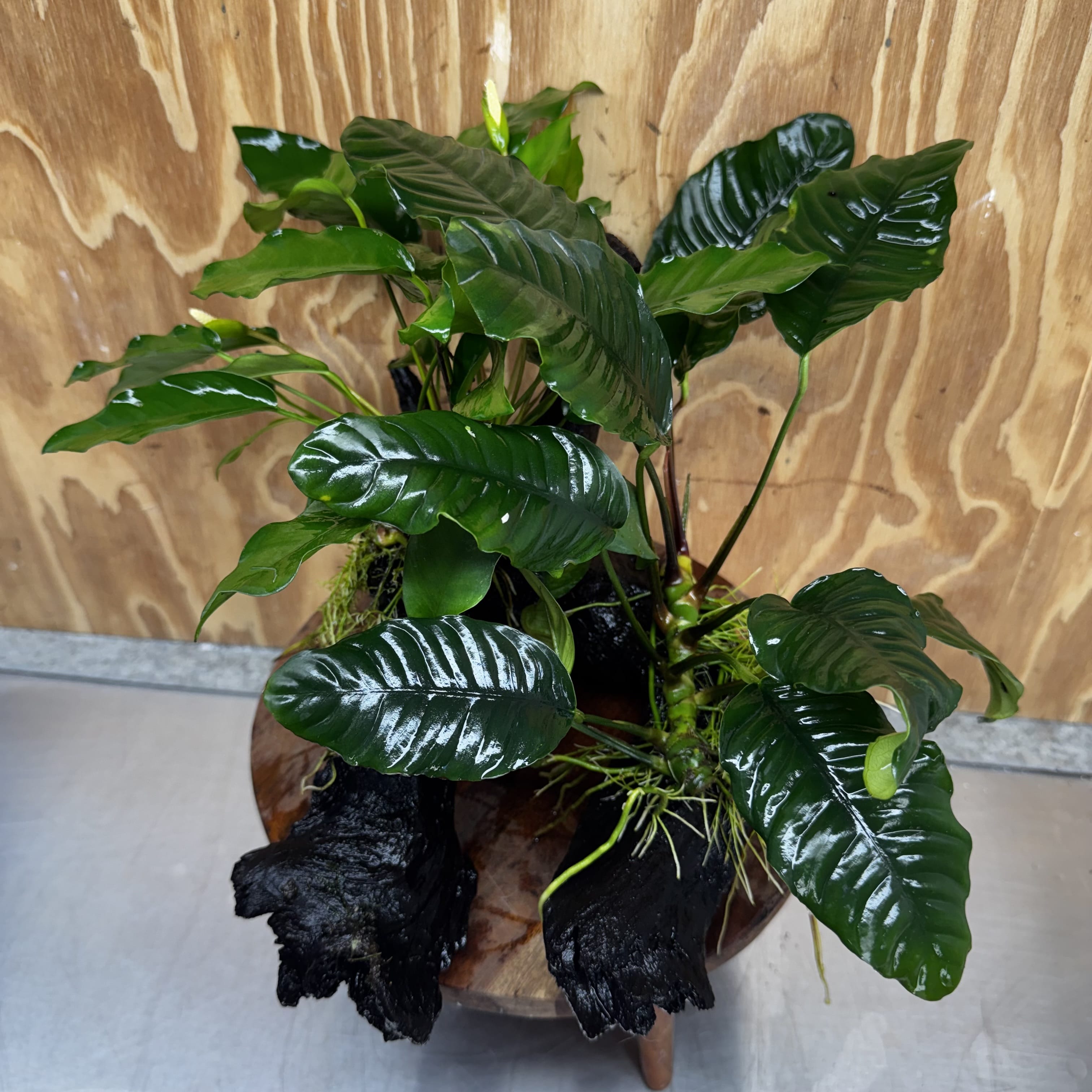 Scapeshop.com.au One Only Double Anubias Driftwood Creation - Coffeefolia & Petite Emerald Heart - One Only Double Anubias Driftwood Creation - Coffeefolia & Petite Emerald Heart - One Only