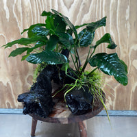 Scapeshop.com.au One Only Double Anubias Driftwood Creation - Coffeefolia & Petite Emerald Heart - One Only Double Anubias Driftwood Creation - Coffeefolia & Petite Emerald Heart - One Only