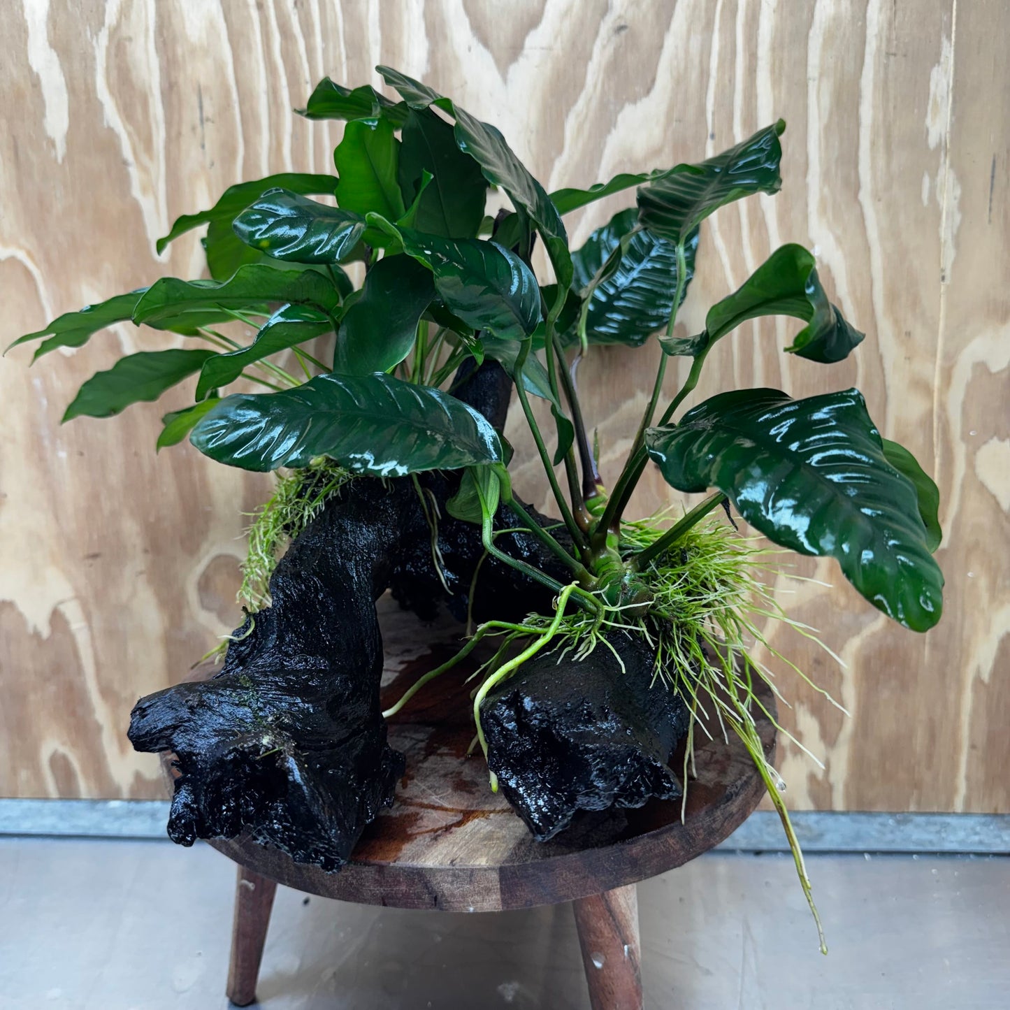Scapeshop.com.au One Only Double Anubias Driftwood Creation - Coffeefolia & Petite Emerald Heart - One Only Double Anubias Driftwood Creation - Coffeefolia & Petite Emerald Heart - One Only