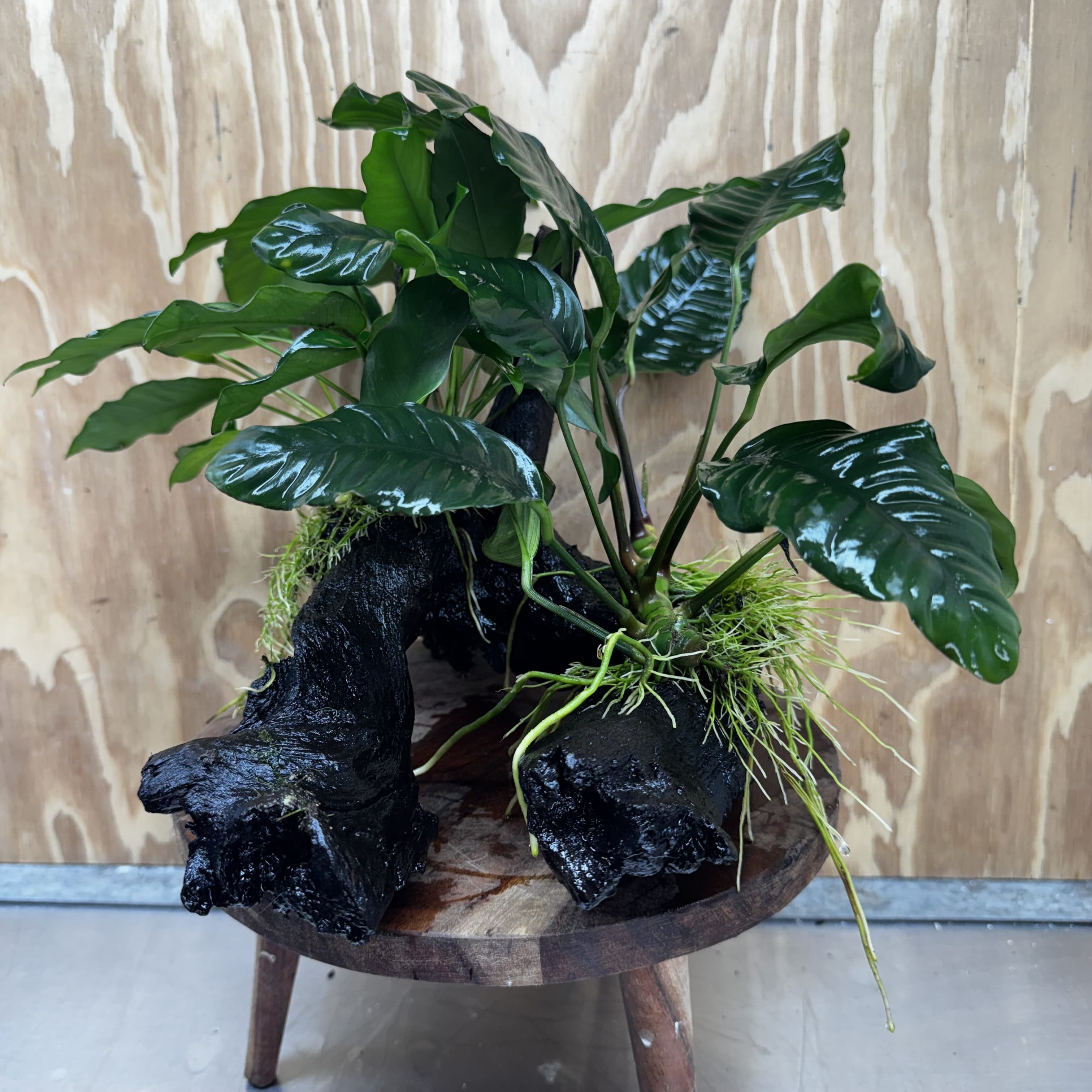 Scapeshop.com.au One Only Double Anubias Driftwood Creation - Coffeefolia & Petite Emerald Heart - One Only Double Anubias Driftwood Creation - Coffeefolia & Petite Emerald Heart - One Only