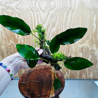 Pisces Enterprises One Only Double Anubias 'Isabelle' with Fontinalis (Java Moss) on Medium Driftwood Creation Double Anubias Isabelle and Java Moss on Medium Driftwood Aquarium Plants