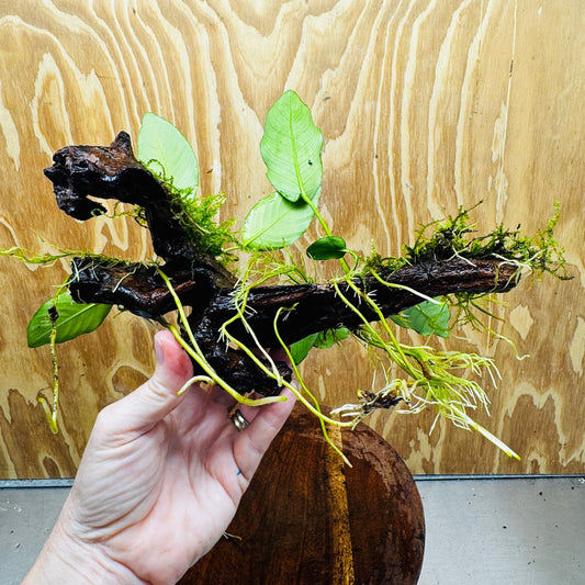 Pisces Enterprises One Only Double Anubias 'Isabelle' with Fontinalis (Java Moss) on Medium Driftwood Creation Double Anubias Isabelle and Java Moss on Medium Driftwood Aquarium Plants