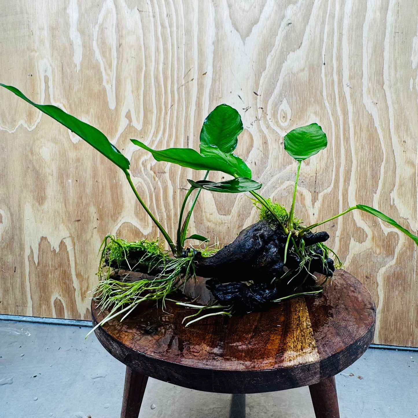 Pisces Enterprises One Only Double Anubias 'Isabelle' with Fontinalis (Java Moss) on Medium Driftwood Creation Double Anubias Isabelle and Java Moss on Medium Driftwood Aquarium Plants
