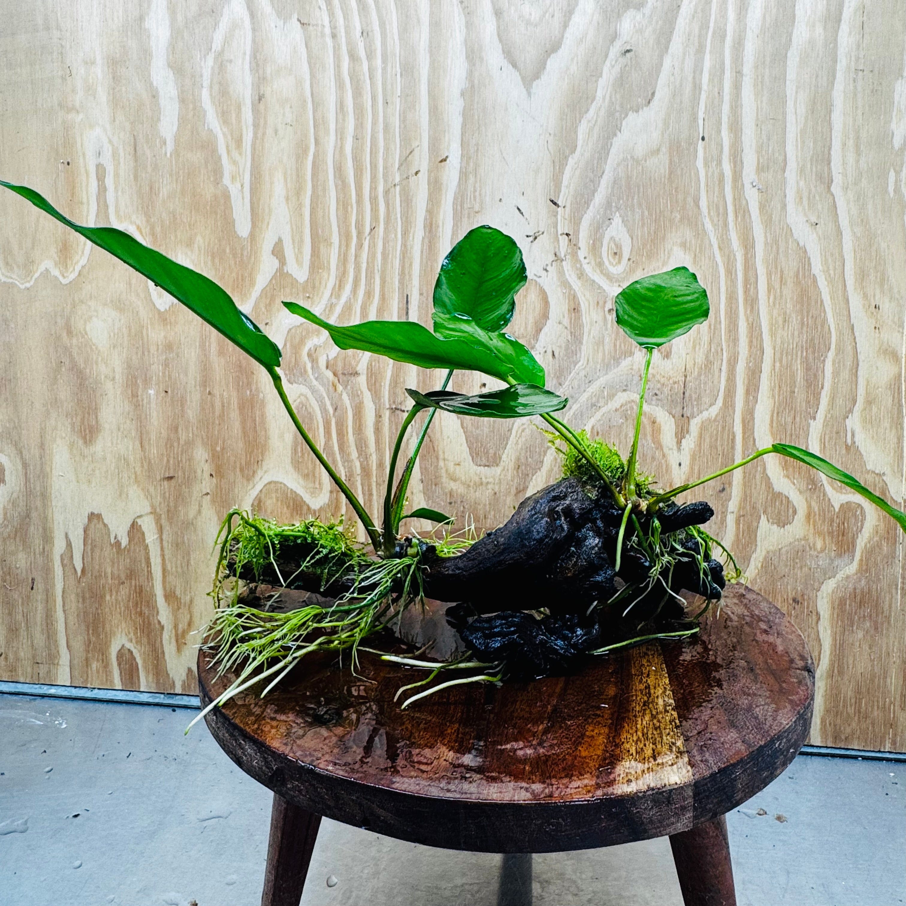 Pisces Enterprises One Only Double Anubias 'Isabelle' with Fontinalis (Java Moss) on Medium Driftwood Creation Double Anubias Isabelle and Java Moss on Medium Driftwood Aquarium Plants
