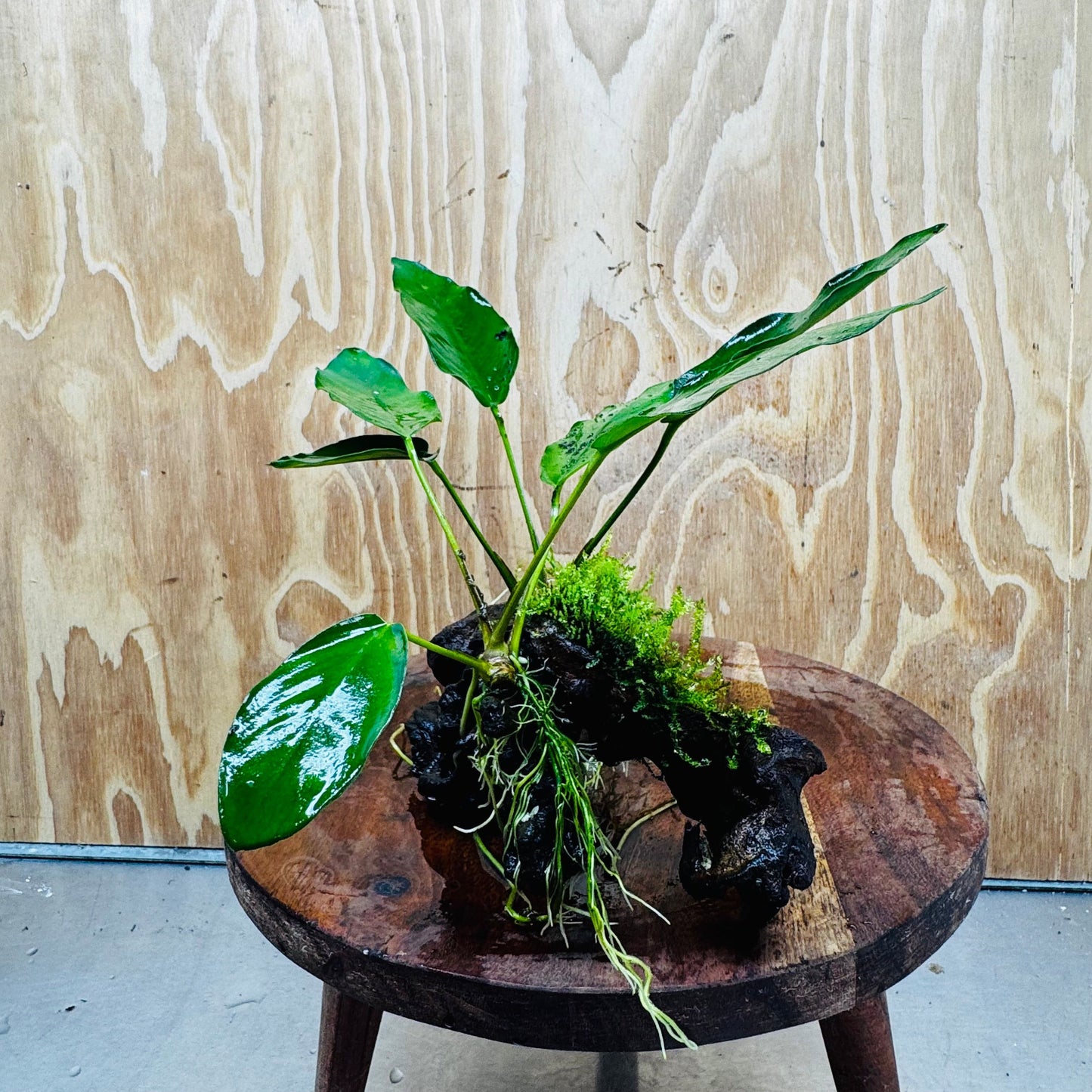 Pisces Enterprises One Only Double Anubias 'Isabelle' with Fontinalis (Java Moss) on Medium Driftwood Creation Double Anubias Isabelle and Java Moss on Medium Driftwood Aquarium Plants