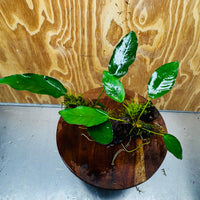 Pisces Enterprises One Only Double Anubias 'Isabelle' with Fontinalis (Java Moss) on Medium Driftwood Creation Double Anubias Isabelle and Java Moss on Medium Driftwood Aquarium Plants