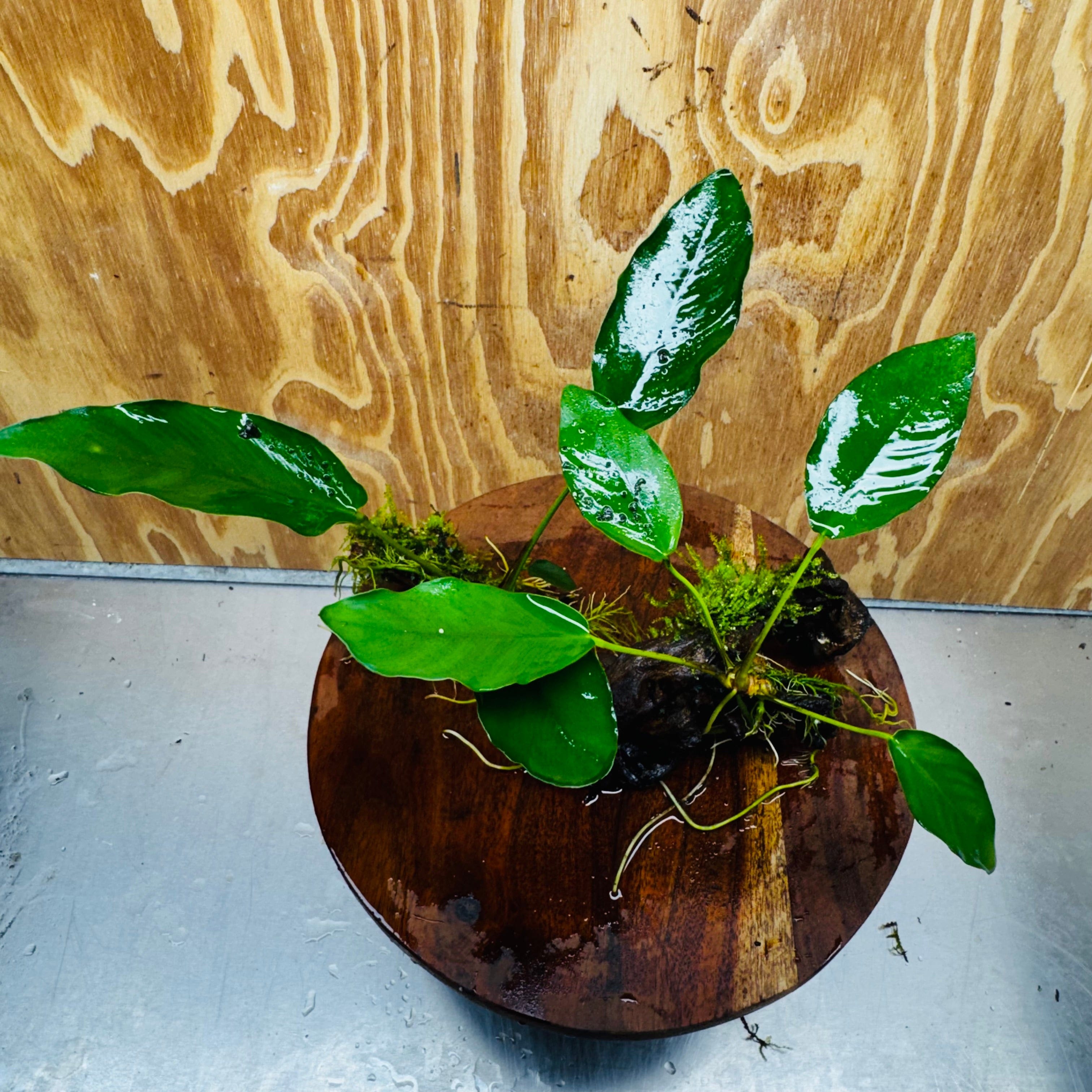 Pisces Enterprises One Only Double Anubias 'Isabelle' with Fontinalis (Java Moss) on Medium Driftwood Creation Double Anubias Isabelle and Java Moss on Medium Driftwood Aquarium Plants