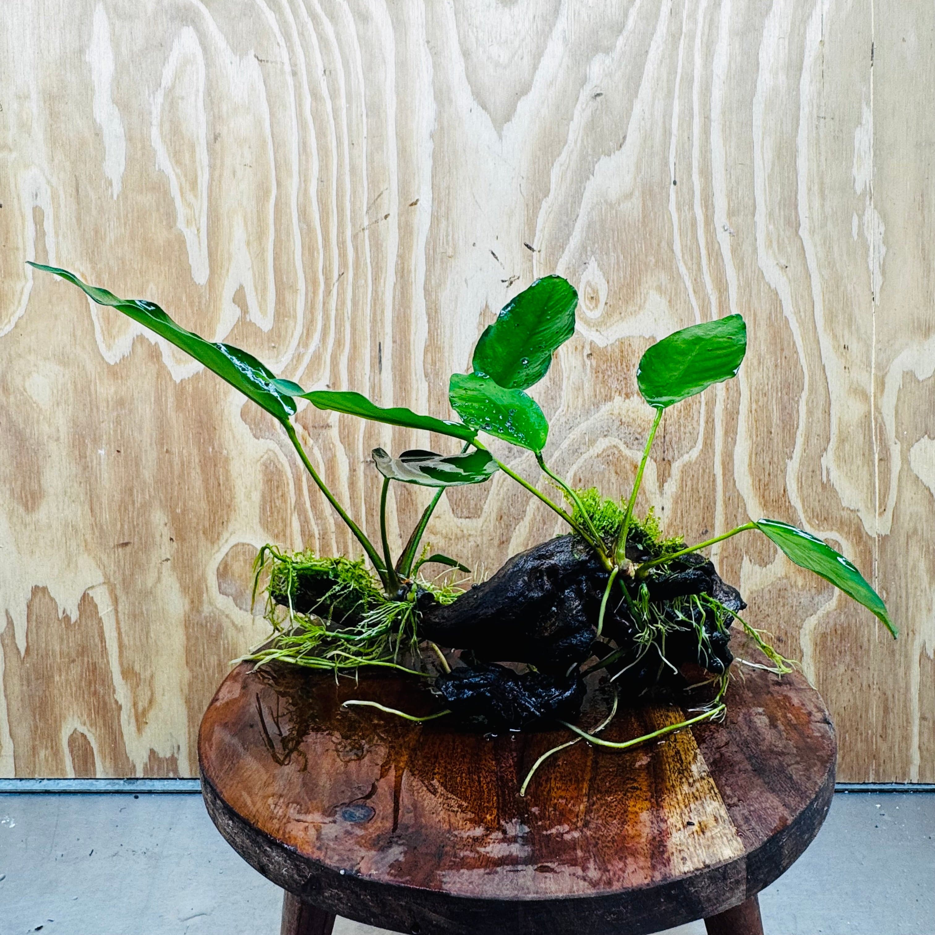 Pisces Enterprises One Only Double Anubias 'Isabelle' with Fontinalis (Java Moss) on Medium Driftwood Creation Double Anubias Isabelle and Java Moss on Medium Driftwood Aquarium Plants