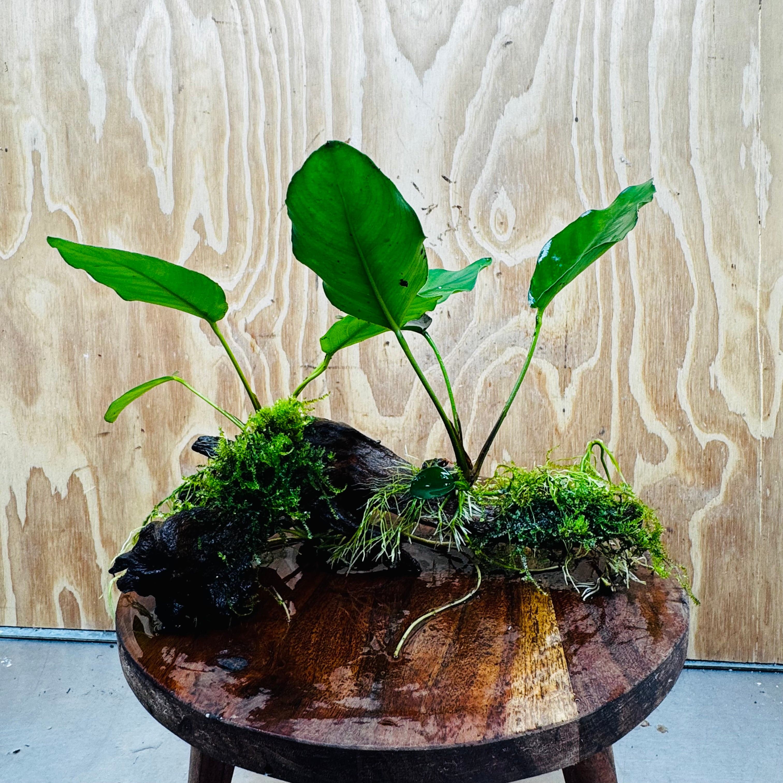 Pisces Enterprises One Only Double Anubias 'Isabelle' with Fontinalis (Java Moss) on Medium Driftwood Creation Double Anubias Isabelle and Java Moss on Medium Driftwood Aquarium Plants