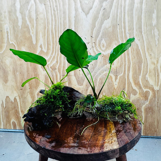 Pisces Enterprises One Only Double Anubias 'Isabelle' with Fontinalis (Java Moss) on Medium Driftwood Creation Double Anubias Isabelle and Java Moss on Medium Driftwood Aquarium Plants