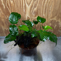 Scapeshop.com.au One Only Double Anubias - Jenny and Barteri on Large Driftwood  - One Only - Dramatic Double Anubias - Jenny and Barteri on Large Driftwood  - One Only - Dramatic