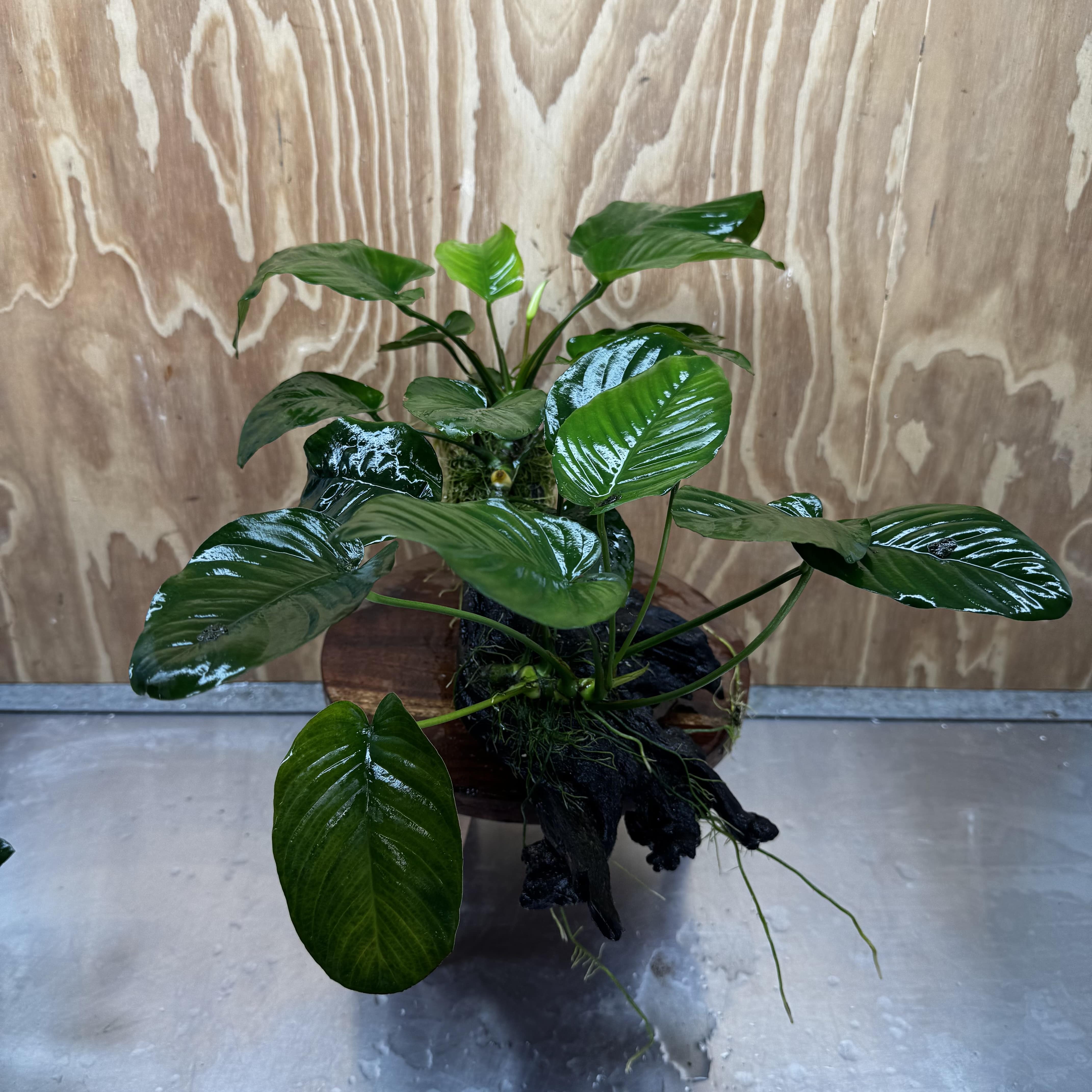 Scapeshop.com.au One Only Double Anubias - Jenny and Barteri on Large Driftwood  - One Only - Dramatic Double Anubias - Jenny and Barteri on Large Driftwood  - One Only - Dramatic