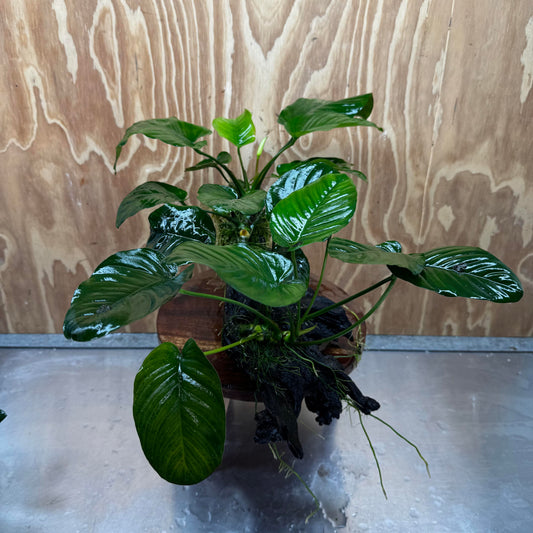 Scapeshop.com.au One Only Double Anubias - Jenny and Barteri on Large Driftwood  - One Only - Dramatic Double Anubias - Jenny and Barteri on Large Driftwood  - One Only - Dramatic