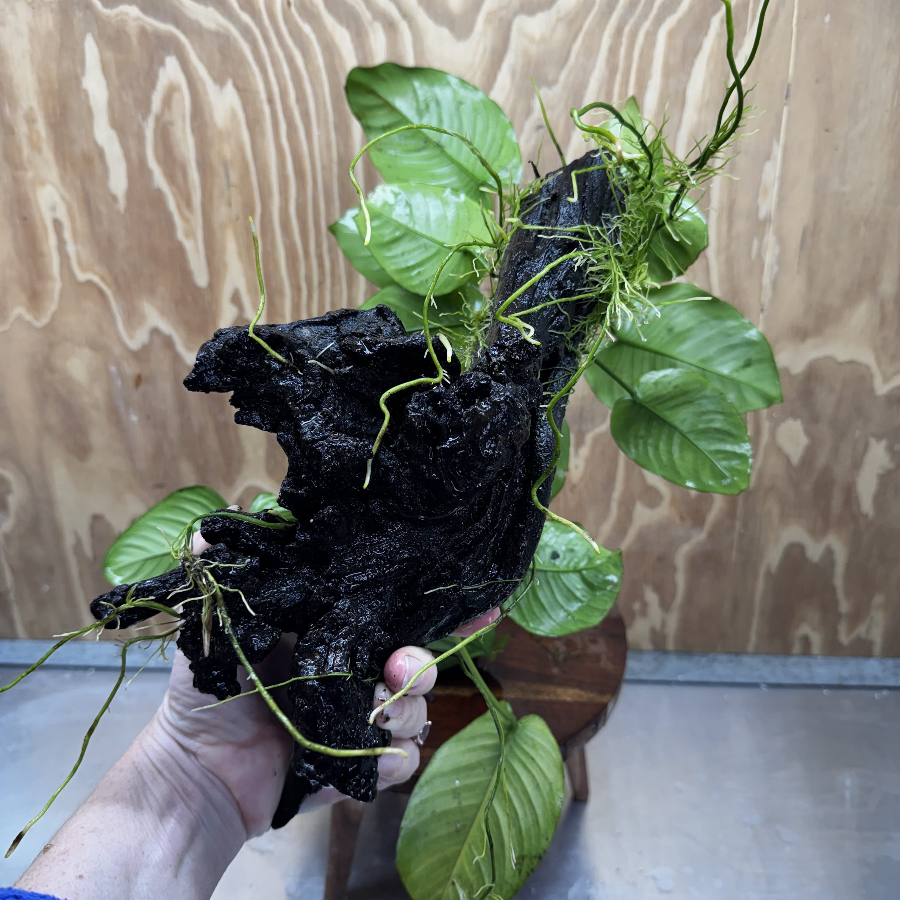 Scapeshop.com.au One Only Double Anubias - Jenny and Barteri on Large Driftwood  - One Only - Dramatic Double Anubias - Jenny and Barteri on Large Driftwood  - One Only - Dramatic
