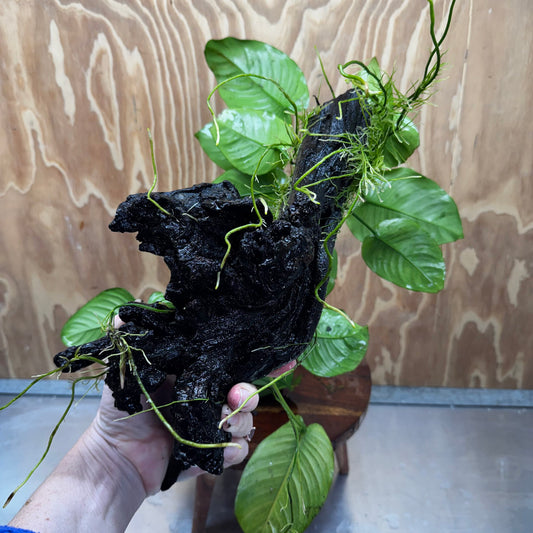 Scapeshop.com.au One Only Double Anubias - Jenny and Barteri on Large Driftwood  - One Only - Dramatic Double Anubias - Jenny and Barteri on Large Driftwood  - One Only - Dramatic