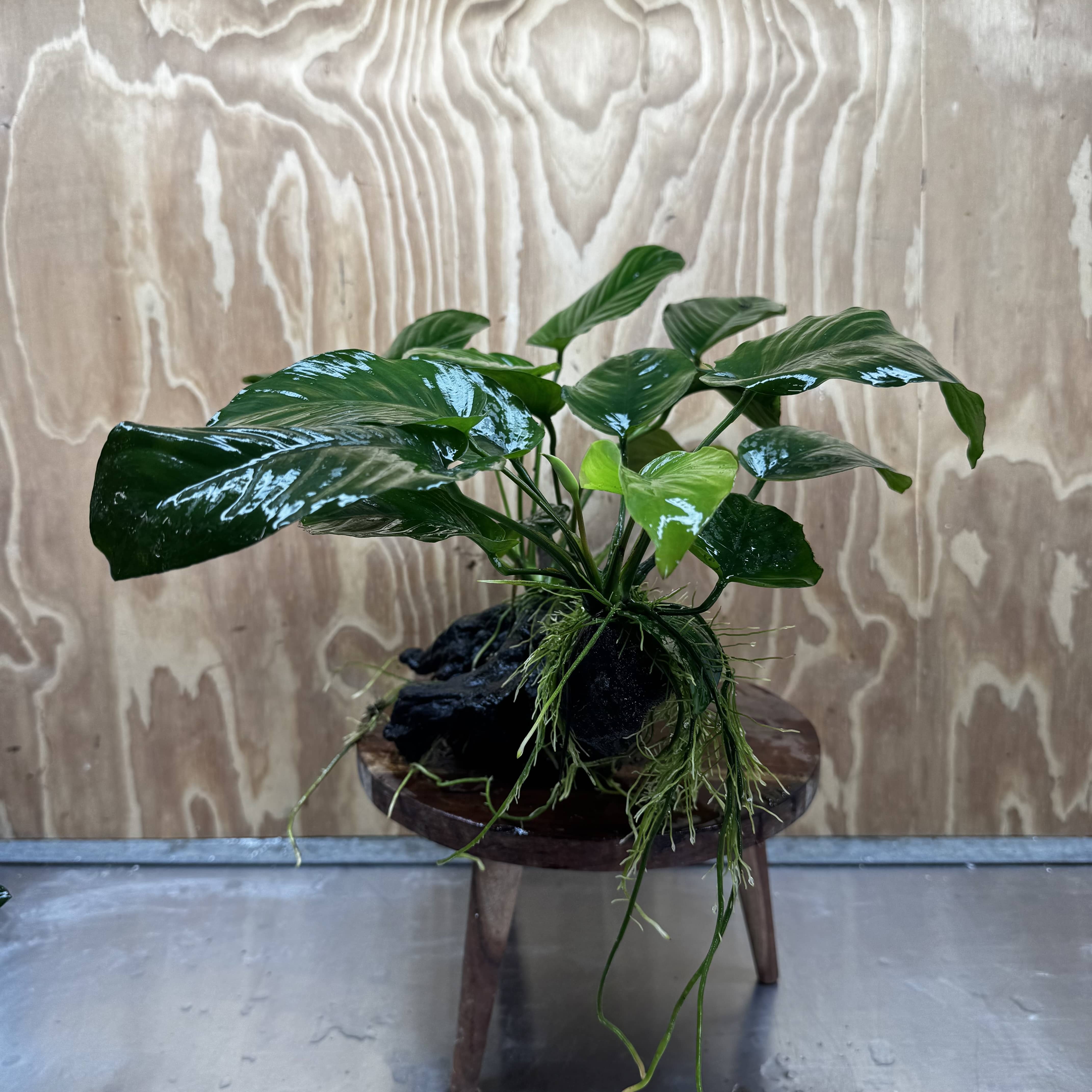 Scapeshop.com.au One Only Double Anubias - Jenny and Barteri on Large Driftwood  - One Only - Dramatic Double Anubias - Jenny and Barteri on Large Driftwood  - One Only - Dramatic