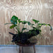 Scapeshop.com.au One Only Double Anubias - Jenny and Barteri on Large Driftwood  - One Only - Dramatic Double Anubias - Jenny and Barteri on Large Driftwood  - One Only - Dramatic