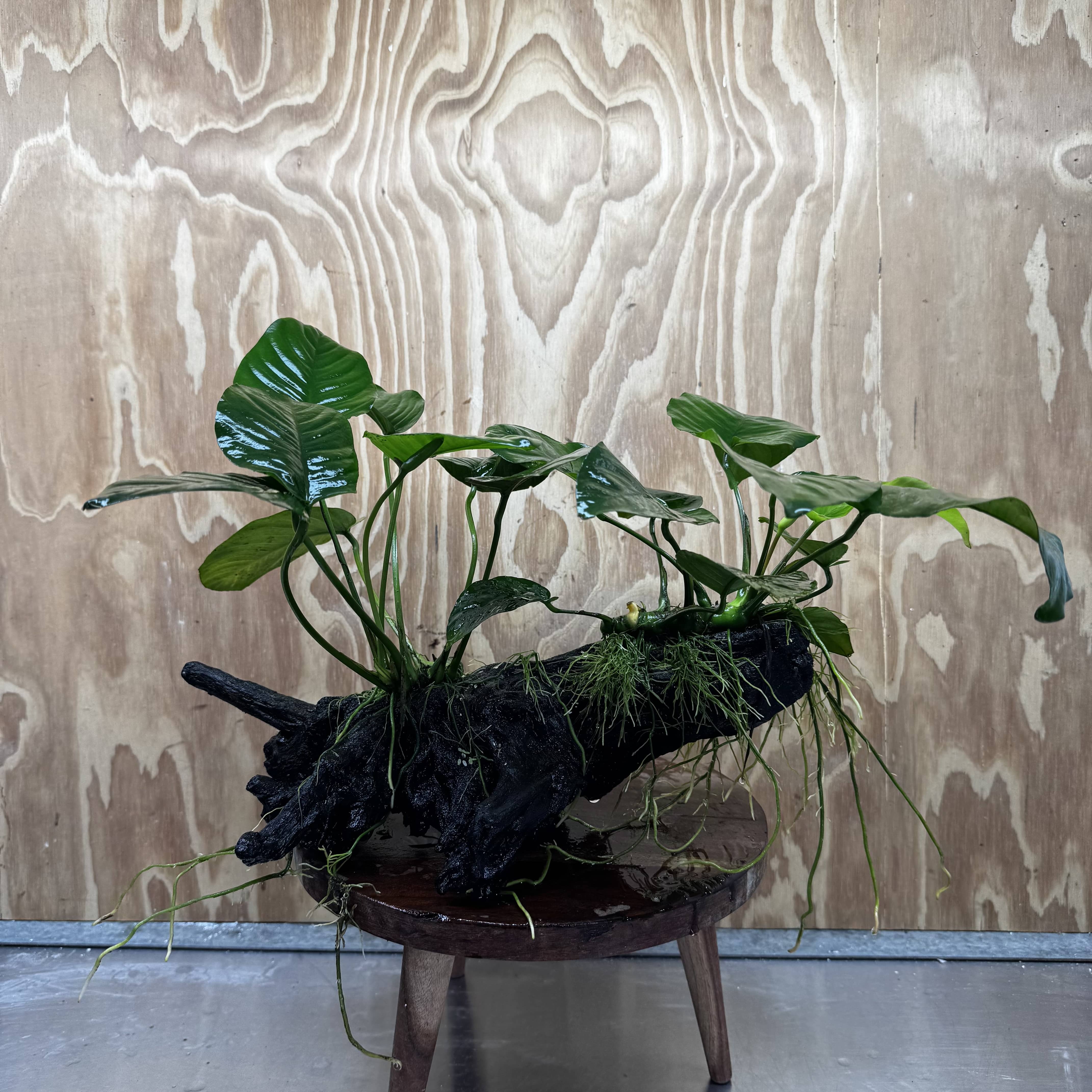 Scapeshop.com.au One Only Double Anubias - Jenny and Barteri on Large Driftwood  - One Only - Dramatic Double Anubias - Jenny and Barteri on Large Driftwood  - One Only - Dramatic