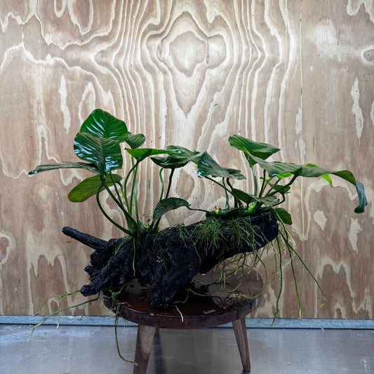 Scapeshop.com.au One Only Double Anubias - Jenny and Barteri on Large Driftwood  - One Only - Dramatic Double Anubias - Jenny and Barteri on Large Driftwood  - One Only - Dramatic