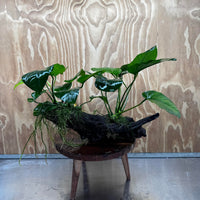 Scapeshop.com.au One Only Double Anubias - Jenny and Barteri on Large Driftwood  - One Only - Dramatic Double Anubias - Jenny and Barteri on Large Driftwood  - One Only - Dramatic