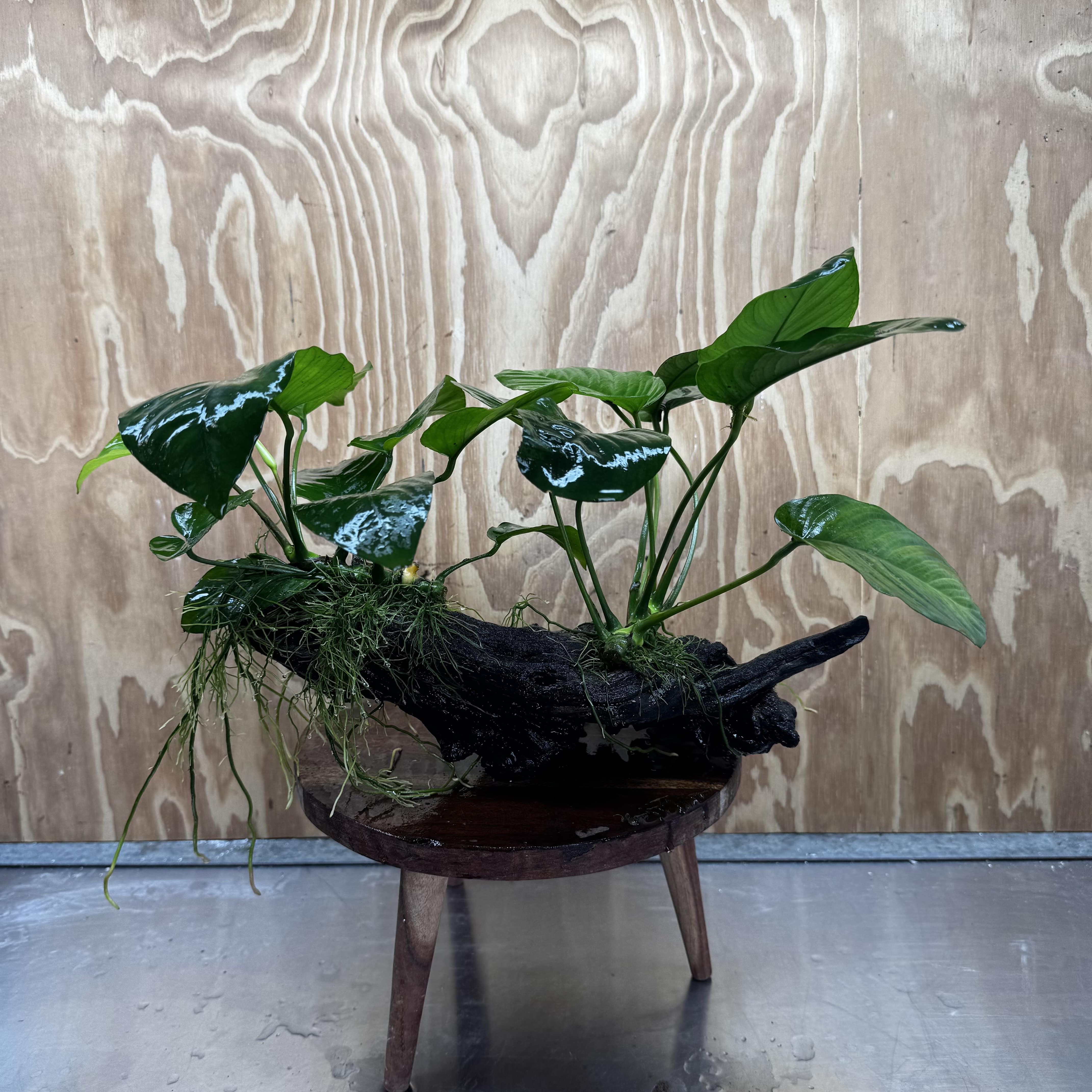 Scapeshop.com.au One Only Double Anubias - Jenny and Barteri on Large Driftwood  - One Only - Dramatic Double Anubias - Jenny and Barteri on Large Driftwood  - One Only - Dramatic