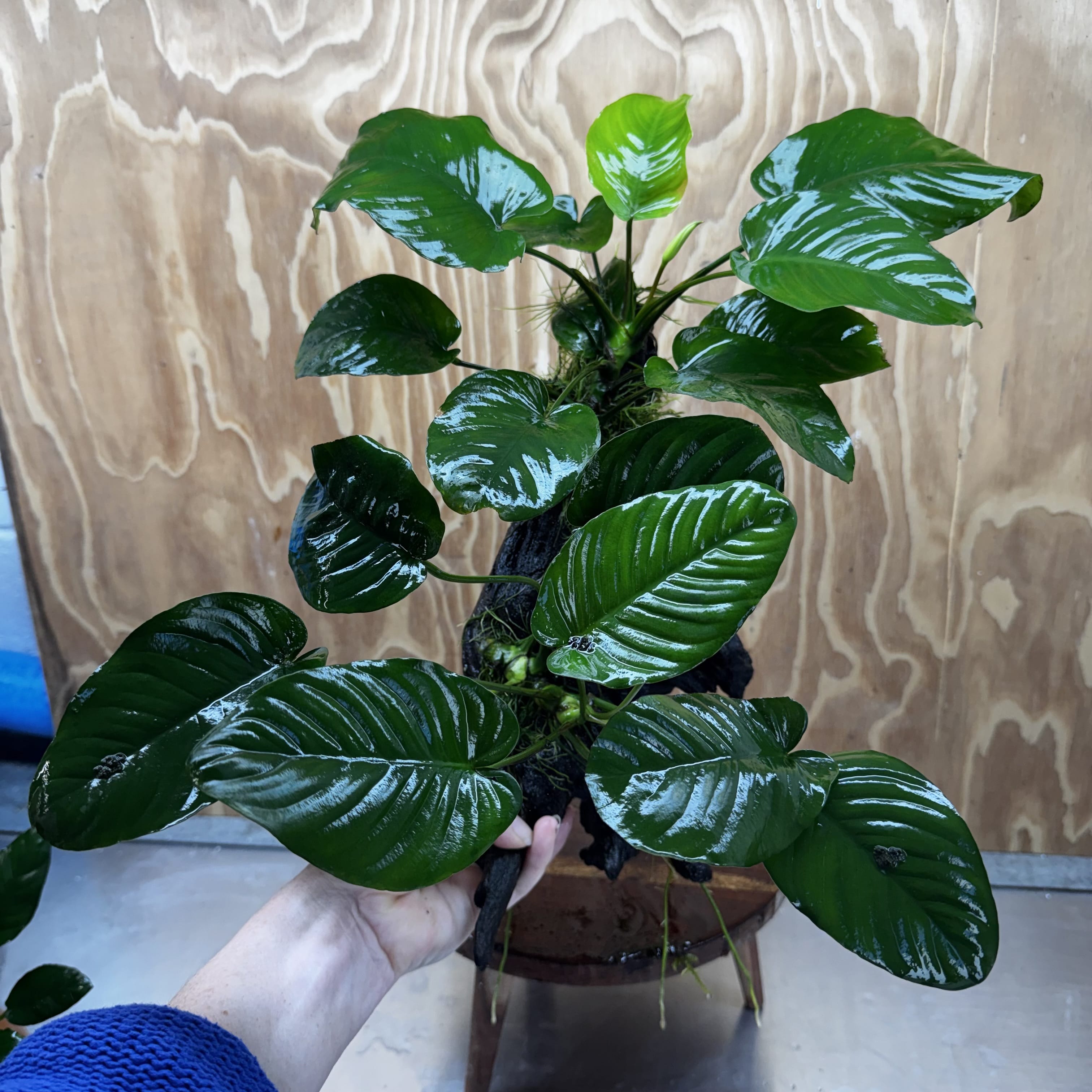 Scapeshop.com.au One Only Double Anubias - Jenny and Barteri on Large Driftwood  - One Only - Dramatic Double Anubias - Jenny and Barteri on Large Driftwood  - One Only - Dramatic