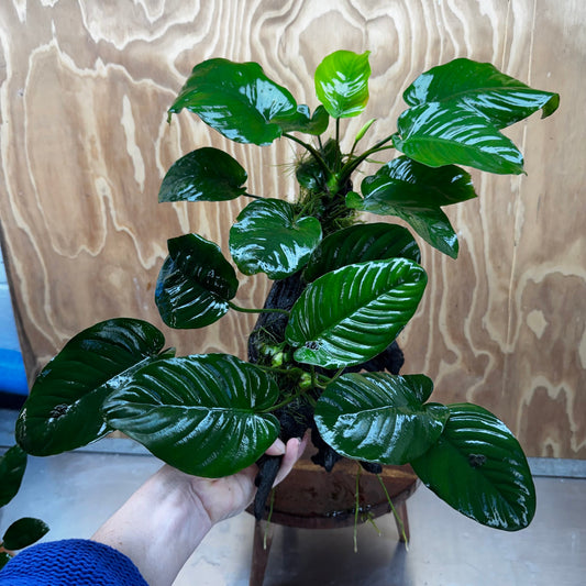 Scapeshop.com.au One Only Double Anubias - Jenny and Barteri on Large Driftwood  - One Only - Dramatic Double Anubias - Jenny and Barteri on Large Driftwood  - One Only - Dramatic