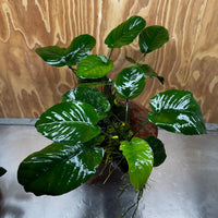 Scapeshop.com.au One Only Double Anubias - Jenny and Barteri on Large Driftwood  - One Only - Dramatic Double Anubias - Jenny and Barteri on Large Driftwood  - One Only - Dramatic