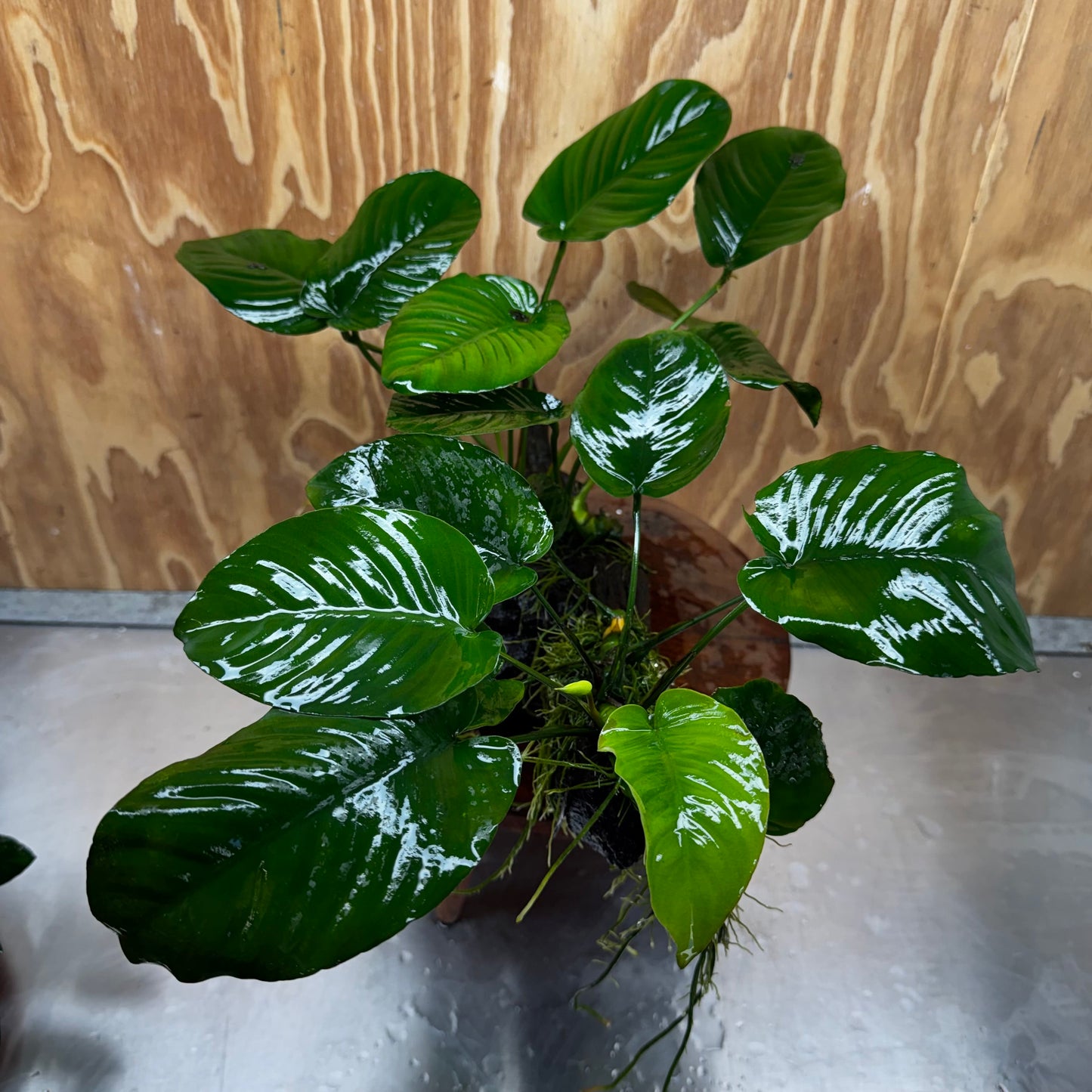 Scapeshop.com.au One Only Double Anubias - Jenny and Barteri on Large Driftwood  - One Only - Dramatic Double Anubias - Jenny and Barteri on Large Driftwood  - One Only - Dramatic