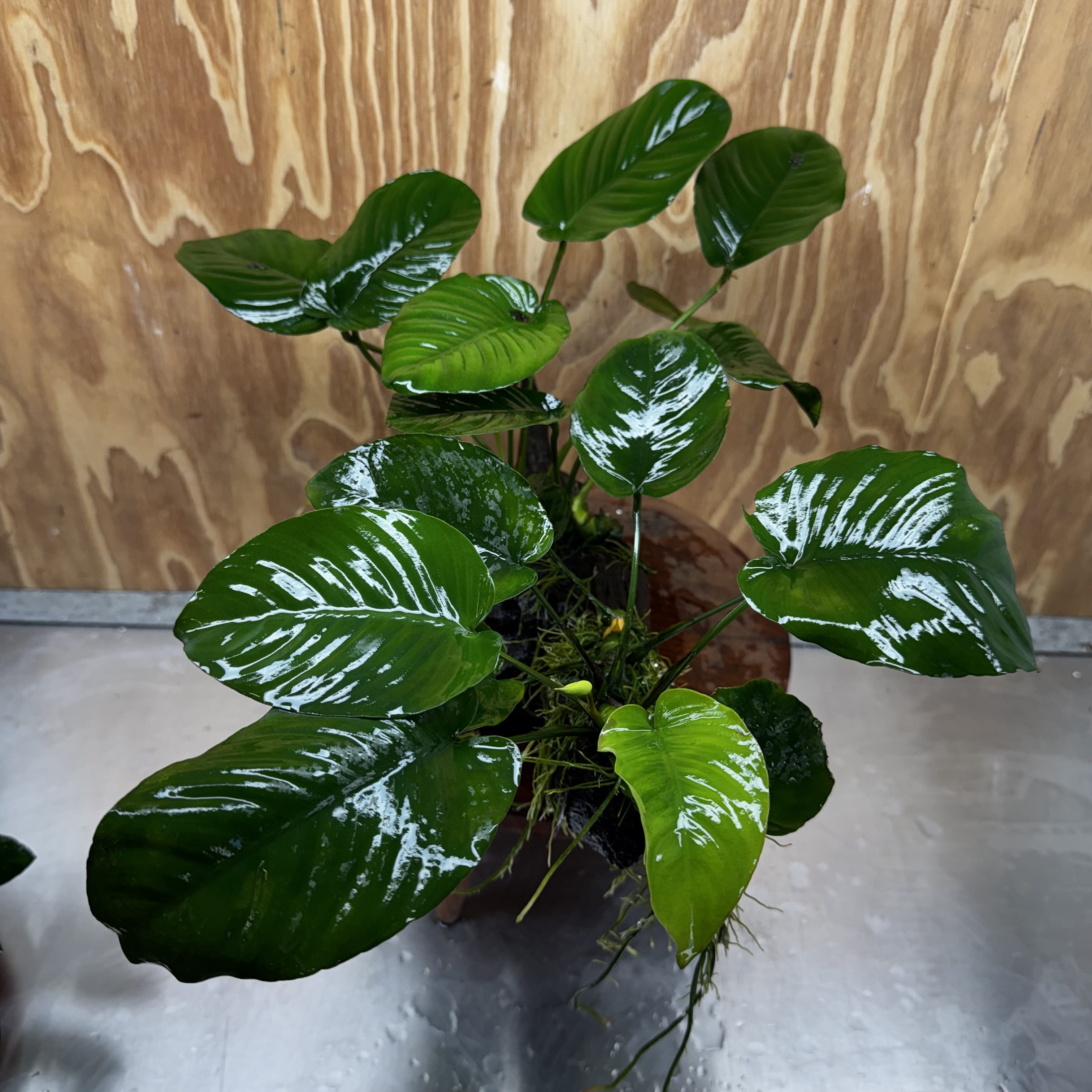 Scapeshop.com.au One Only Double Anubias - Jenny and Barteri on Large Driftwood  - One Only - Dramatic Double Anubias - Jenny and Barteri on Large Driftwood  - One Only - Dramatic