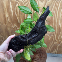 Scapeshop.com.au One Only Double Anubias - Lucy and Petite Emerald Heart on Large Driftwood  - One Only - Elegant Double Anubias - Lucy and Petite Emerald Heart on Large Driftwood  - One Only - Elegant