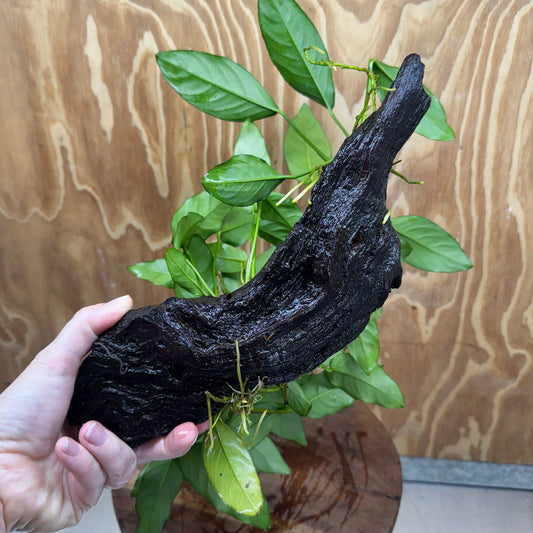 Scapeshop.com.au One Only Double Anubias - Lucy and Petite Emerald Heart on Large Driftwood  - One Only - Elegant Double Anubias - Lucy and Petite Emerald Heart on Large Driftwood  - One Only - Elegant