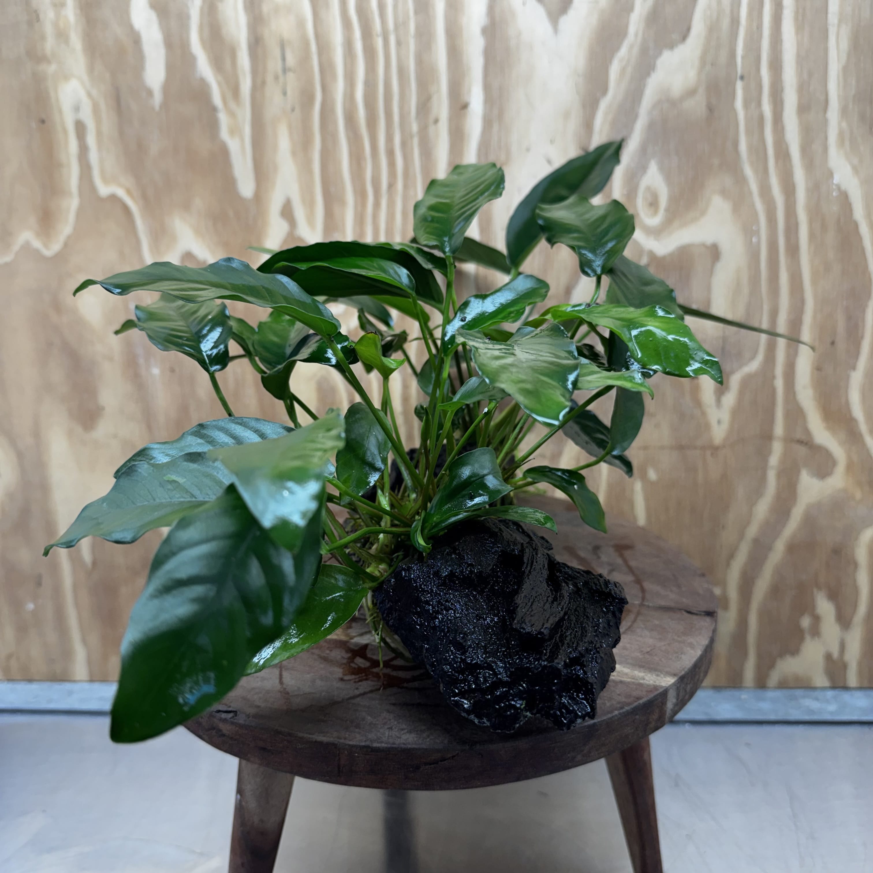 Scapeshop.com.au One Only Double Anubias - Lucy and Petite Emerald Heart on Large Driftwood  - One Only - Elegant Double Anubias - Lucy and Petite Emerald Heart on Large Driftwood  - One Only - Elegant