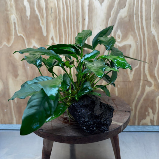 Scapeshop.com.au One Only Double Anubias - Lucy and Petite Emerald Heart on Large Driftwood  - One Only - Elegant Double Anubias - Lucy and Petite Emerald Heart on Large Driftwood  - One Only - Elegant