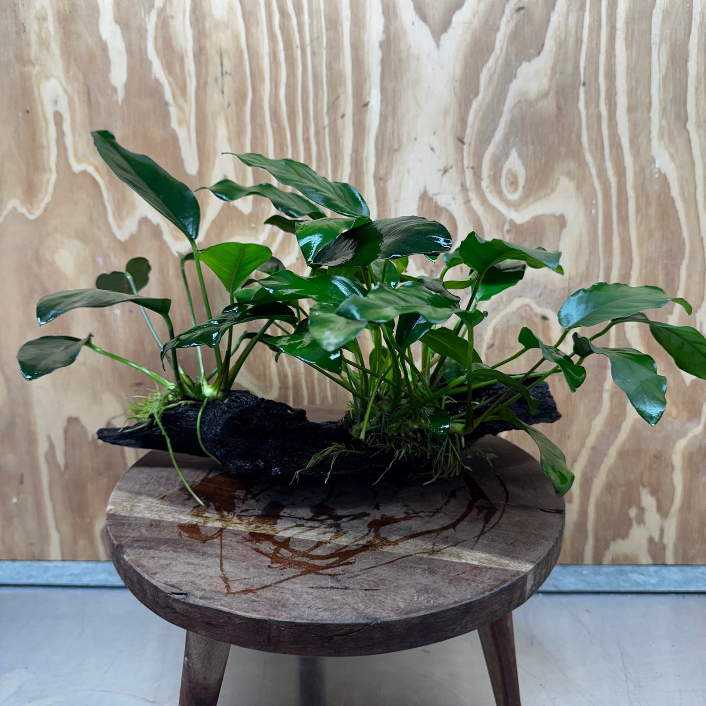 Scapeshop.com.au One Only Double Anubias - Lucy and Petite Emerald Heart on Large Driftwood  - One Only - Elegant Double Anubias - Lucy and Petite Emerald Heart on Large Driftwood  - One Only - Elegant