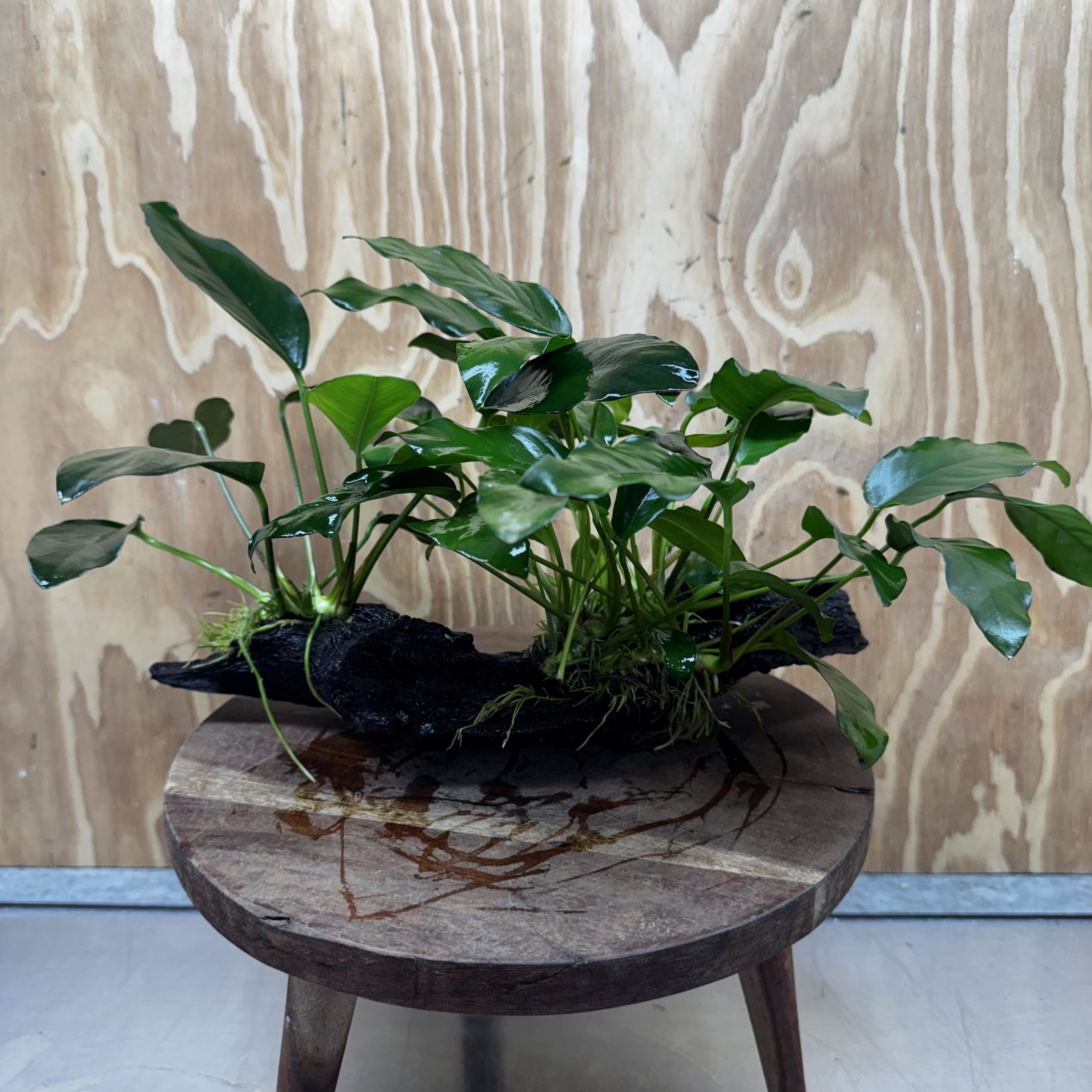 Scapeshop.com.au One Only Double Anubias - Lucy and Petite Emerald Heart on Large Driftwood  - One Only - Elegant Double Anubias - Lucy and Petite Emerald Heart on Large Driftwood  - One Only - Elegant