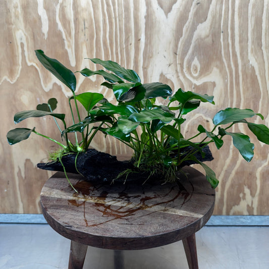 Scapeshop.com.au One Only Double Anubias - Lucy and Petite Emerald Heart on Large Driftwood  - One Only - Elegant Double Anubias - Lucy and Petite Emerald Heart on Large Driftwood  - One Only - Elegant