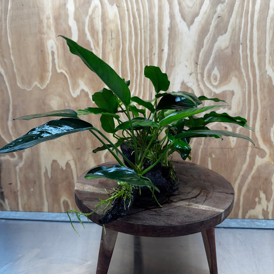 Scapeshop.com.au One Only Double Anubias - Lucy and Petite Emerald Heart on Large Driftwood  - One Only - Elegant Double Anubias - Lucy and Petite Emerald Heart on Large Driftwood  - One Only - Elegant