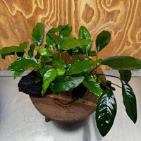 Scapeshop.com.au One Only Double Anubias - Lucy and Petite Emerald Heart on Large Driftwood  - One Only - Elegant Double Anubias - Lucy and Petite Emerald Heart on Large Driftwood  - One Only - Elegant
