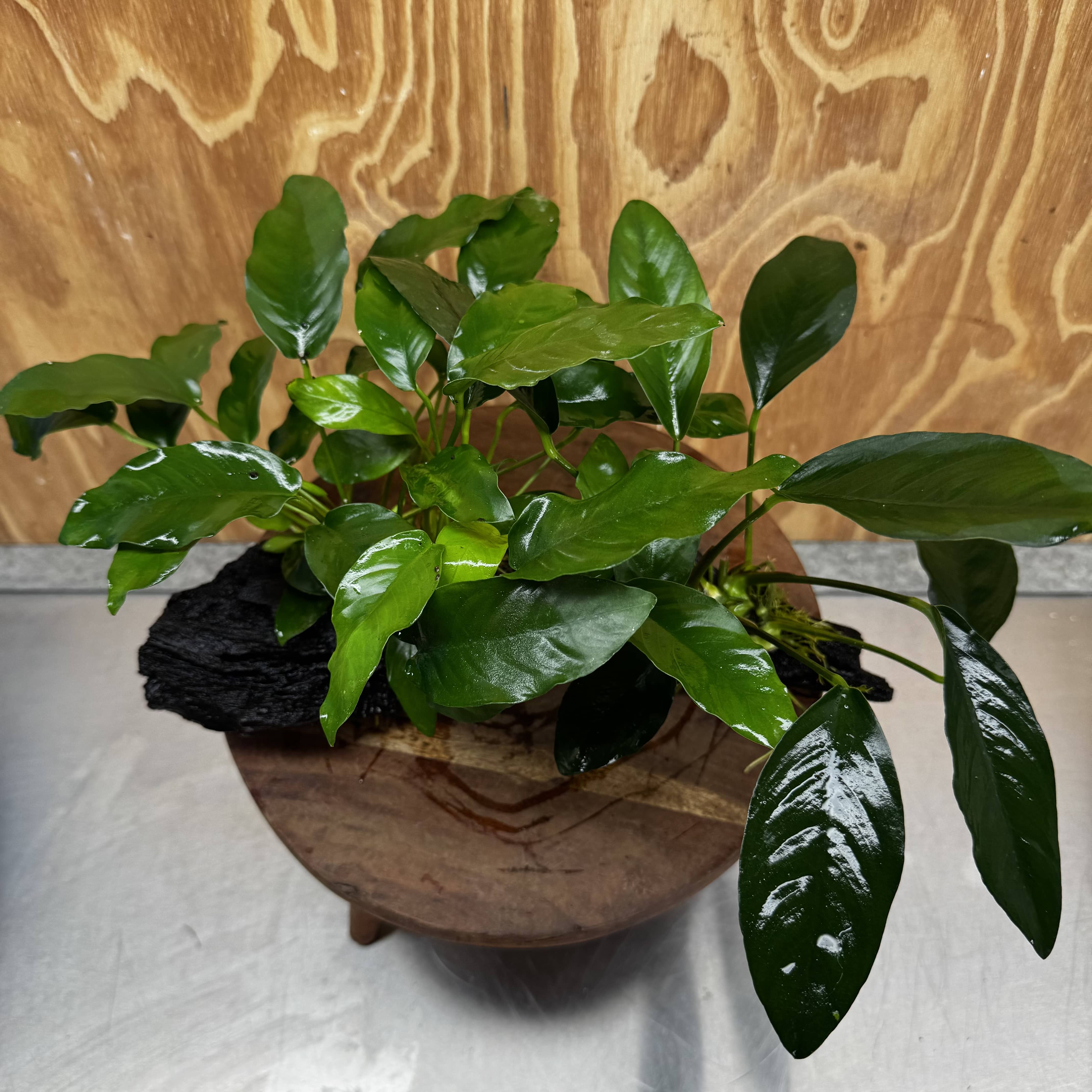 Scapeshop.com.au One Only Double Anubias - Lucy and Petite Emerald Heart on Large Driftwood  - One Only - Elegant Double Anubias - Lucy and Petite Emerald Heart on Large Driftwood  - One Only - Elegant