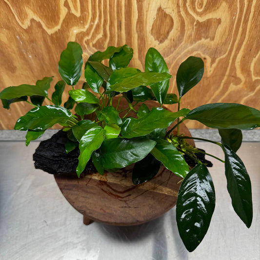 Scapeshop.com.au One Only Double Anubias - Lucy and Petite Emerald Heart on Large Driftwood  - One Only - Elegant Double Anubias - Lucy and Petite Emerald Heart on Large Driftwood  - One Only - Elegant