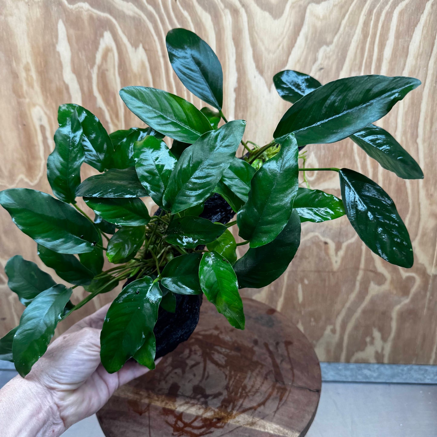 Scapeshop.com.au One Only Double Anubias - Lucy and Petite Emerald Heart on Large Driftwood  - One Only - Elegant Double Anubias - Lucy and Petite Emerald Heart on Large Driftwood  - One Only - Elegant