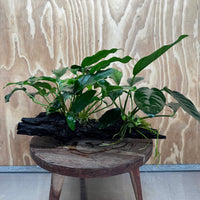 Scapeshop.com.au One Only Double Anubias - Lucy and Petite Emerald Heart on Large Driftwood  - One Only - Elegant Double Anubias - Lucy and Petite Emerald Heart on Large Driftwood  - One Only - Elegant