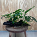 Scapeshop.com.au One Only Double Anubias - Lucy and Petite Emerald Heart on Large Driftwood  - One Only - Elegant Double Anubias - Lucy and Petite Emerald Heart on Large Driftwood  - One Only - Elegant