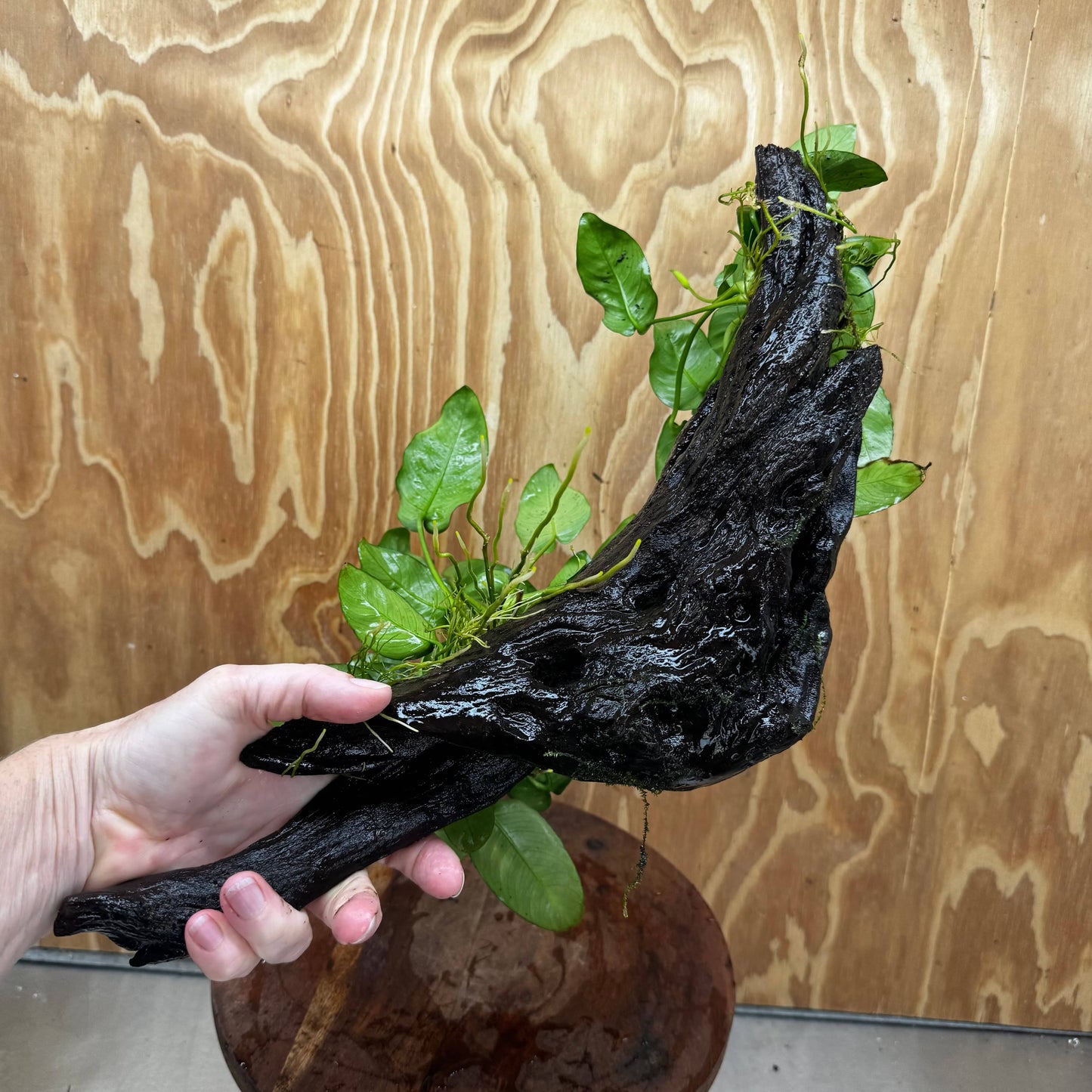 Scapeshop.com.au One Only Double Anubias Nana on Extra-Large Driftwood  - One Only - Dramatic Double Anubias Nana on Extra-Large Driftwood  - One Only - Dramatic