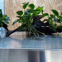 Scapeshop.com.au One Only Double Anubias Nana on Extra-Large Driftwood  - One Only - Dramatic Double Anubias Nana on Extra-Large Driftwood  - One Only - Dramatic