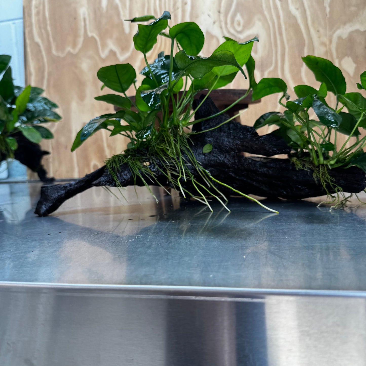 Scapeshop.com.au One Only Double Anubias Nana on Extra-Large Driftwood  - One Only - Dramatic Double Anubias Nana on Extra-Large Driftwood  - One Only - Dramatic
