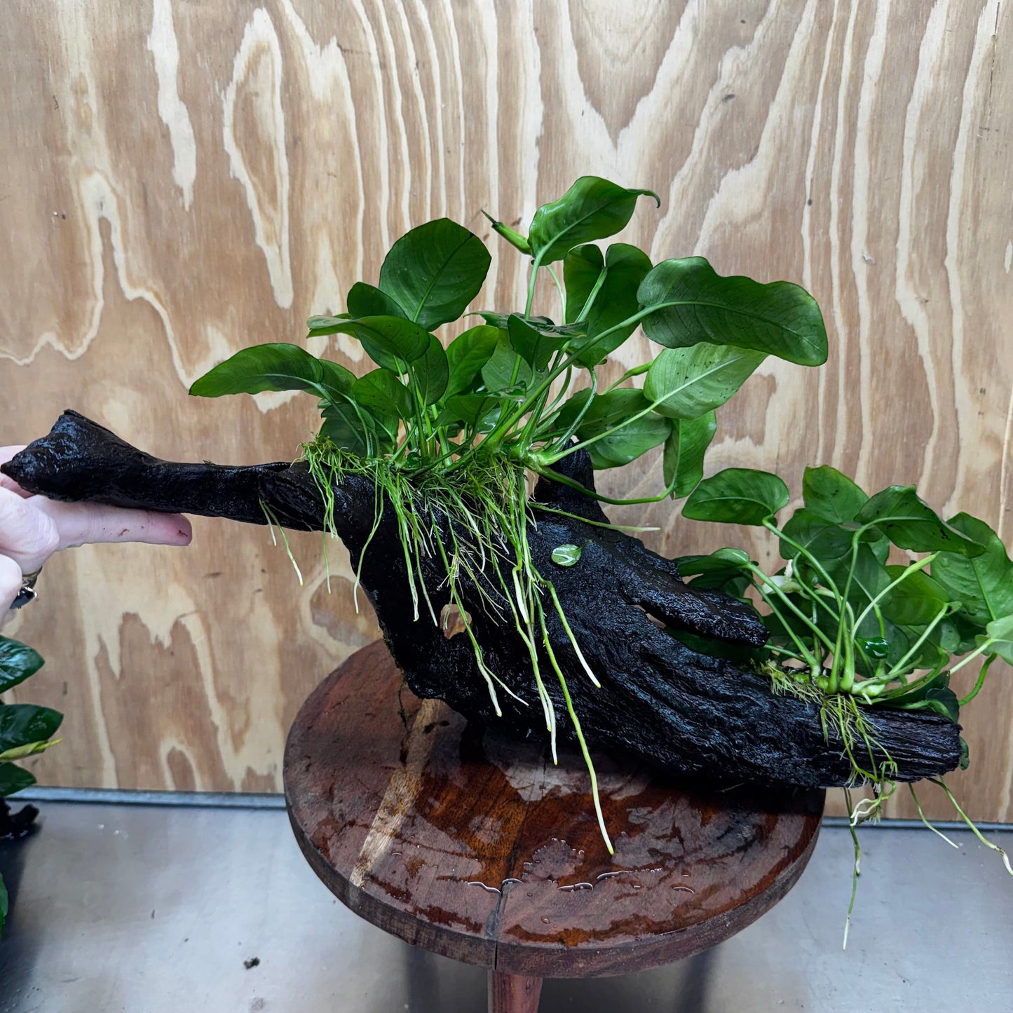Scapeshop.com.au One Only Double Anubias Nana on Extra-Large Driftwood  - One Only - Dramatic Double Anubias Nana on Extra-Large Driftwood  - One Only - Dramatic