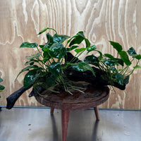 Scapeshop.com.au One Only Double Anubias Nana on Extra-Large Driftwood  - One Only - Dramatic Double Anubias Nana on Extra-Large Driftwood  - One Only - Dramatic